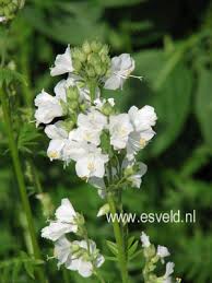 Image result for Polemonium coeruleum album
