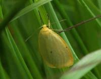 Attēlu rezultāti vaicājumam “Cybosia mesomella”