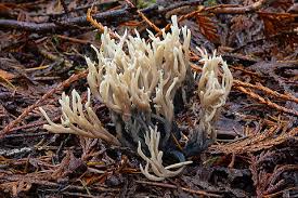Attēlu rezultāti vaicājumam “Clavulina coralloides”