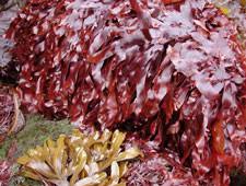 Attēlu rezultāti vaicājumam “Rhodophyta”