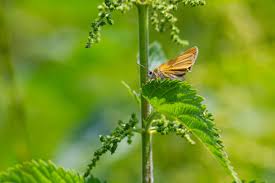 Attēlu rezultāti vaicājumam “Mellicta athalia underside”