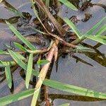 Attēlu rezultāti vaicājumam “Glyceria fluitans fruit”