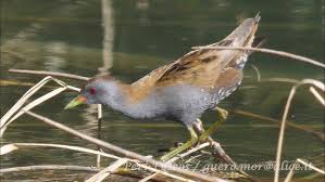 Image result for Porzana parva