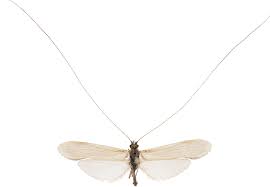 Attēlu rezultāti vaicājumam “Oecetis ochracea”