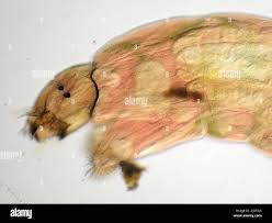 Attēlu rezultāti vaicājumam “Chironomidae imago”