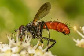 Attēlu rezultāti vaicājumam “Cylindromyia sp.”