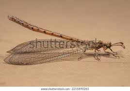 Attēlu rezultāti vaicājumam “Myrmeleontidae imago”