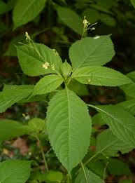 Attēlu rezultāti vaicājumam “Impatiens parviflora”