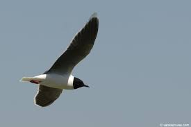 Attēlu rezultāti vaicājumam “Larus minutus”