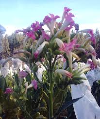 Attēlu rezultāti vaicājumam “Nicotiana tabacum”