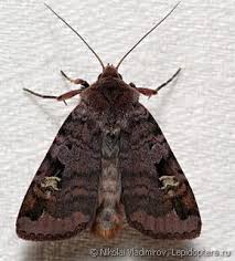 Attēlu rezultāti vaicājumam “Diarsia brunnea”