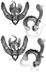 Attēlu rezultāti vaicājumam “Hoplodrina octogenaria”