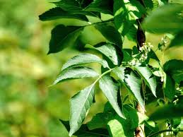 Attēlu rezultāti vaicājumam “Fallopia dumetorum leaf”