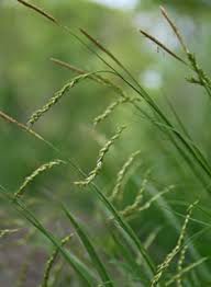 Attēlu rezultāti vaicājumam “Carex sylvatica fruit”