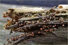 Attēlu rezultāti vaicājumam “Cribraria vulgaris macro”