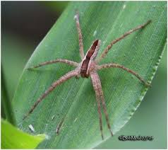 Attēlu rezultāti vaicājumam “Pisauridae”