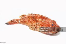 Image result for Scorpaena scrofa