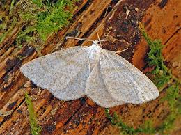 Attēlu rezultāti vaicājumam “Cabera exanthemata”