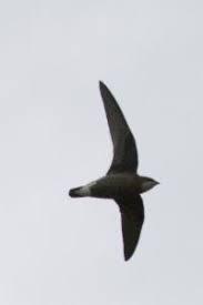 Image result for Hirundapus caudacutus