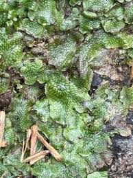 Attēlu rezultāti vaicājumam “Conocephalum salebrosum”