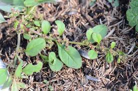 Attēlu rezultāti vaicājumam “Chenopodium polyspermum var. acutifolium”