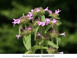 Attēlu rezultāti vaicājumam “Clinopodium vulgare”