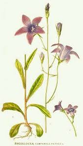 Image result for Campanula patula
