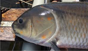 Image result for Ictiobus cyprinellus