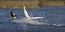 YOURE_IN_MY_WAY_GOOSE_t470.jpg ...