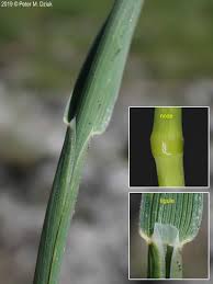 Attēlu rezultāti vaicājumam “Puccinellia distans”