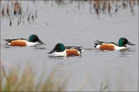 Attēlu rezultāti vaicājumam “Anas clypeata male”