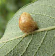 Attēlu rezultāti vaicājumam “Euura pedunculi”