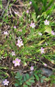 Attēlu rezultāti vaicājumam “Gypsophila muralis”