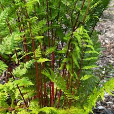 Attēlu rezultāti vaicājumam “Athyrium filix-femina”