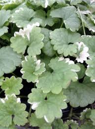 Image result for Glechoma hederacea