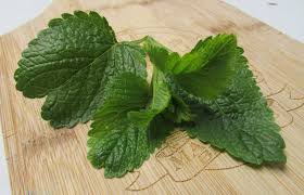 Attēlu rezultāti vaicājumam “Melissa officinalis leaf”