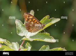 Attēlu rezultāti vaicājumam “Pararge aegeria”