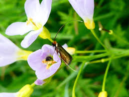 Attēlu rezultāti vaicājumam “Cauchas rufimitrella”