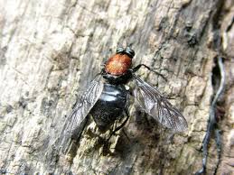 Attēlu rezultāti vaicājumam “Clitellaria ephippium”