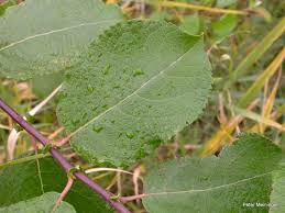 Attēlu rezultāti vaicājumam “Euura pedunculi”