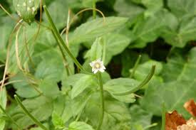 Attēlu rezultāti vaicājumam “Epilobium roseum flower”