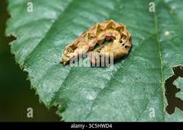 Attēlu rezultāti vaicājumam “Thyatira batis larva”