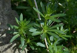 Attēlu rezultāti vaicājumam “Galium elongatum leaf”