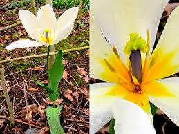 Attēlu rezultāti vaicājumam “Tulipa gesneriana flower”