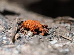 Attēlu rezultāti vaicājumam “Metatrichia vesparia stalked”