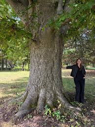 Attēlu rezultāti vaicājumam “Carya cordiformis”