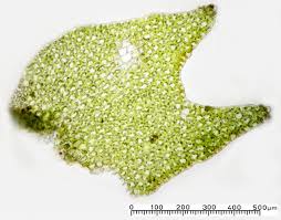 Attēlu rezultāti vaicājumam “Lophozia longidens”