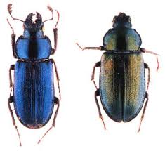 Attēlu rezultāti vaicājumam “Platycerus caraboides”