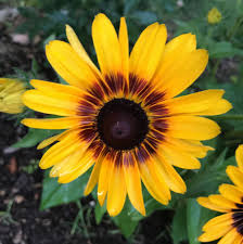 Attēlu rezultāti vaicājumam “Rudbeckia hirta var. pulcherrima flower”