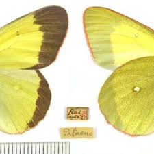 Attēlu rezultāti vaicājumam “Colias palaeno male”